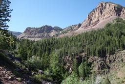 Forest in the south fork [sun jul 4 09:51:35 mdt 2021]